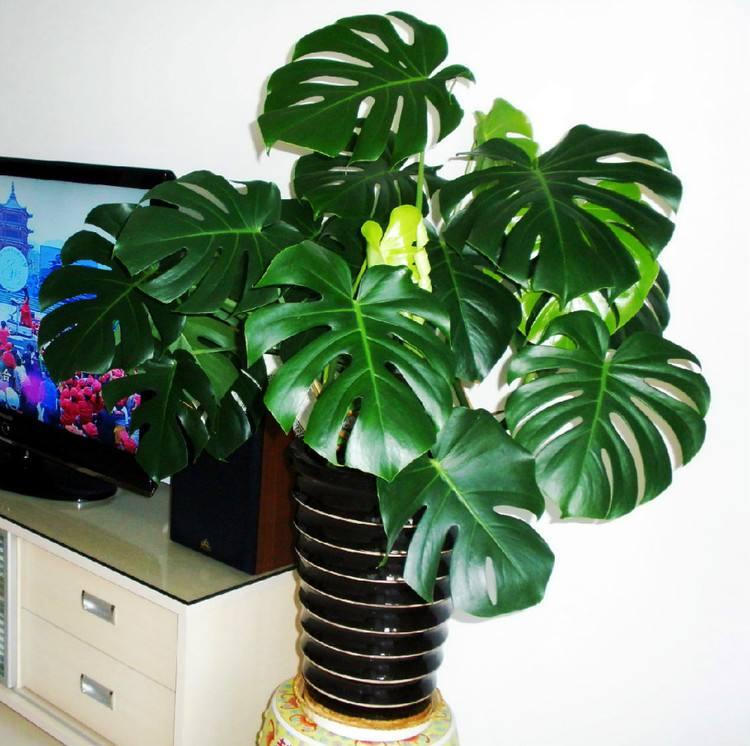 龟背竹冬天可以放在阳台吗,水培龟背竹冬天的养殖方法