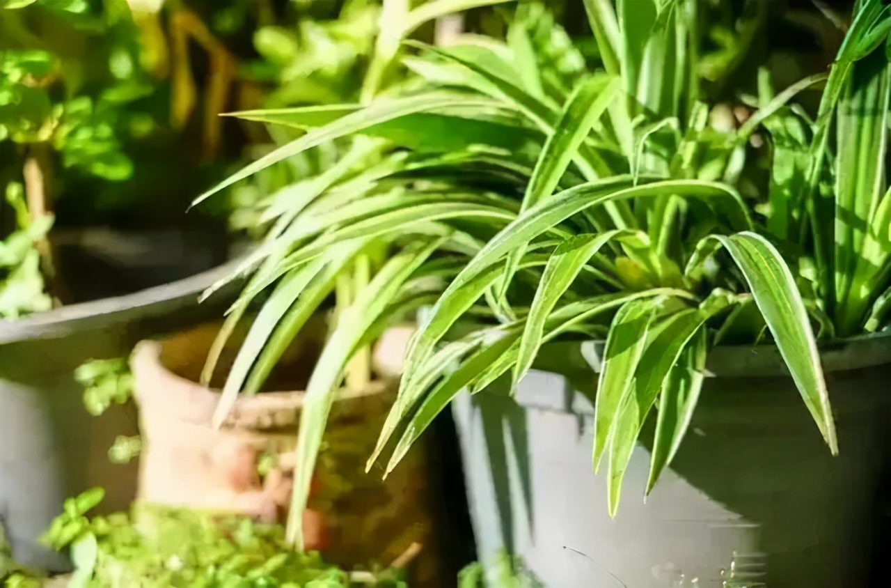 吊兰喜光和喜阴有什么区别,吊兰喜阴还是喜阳如何养护