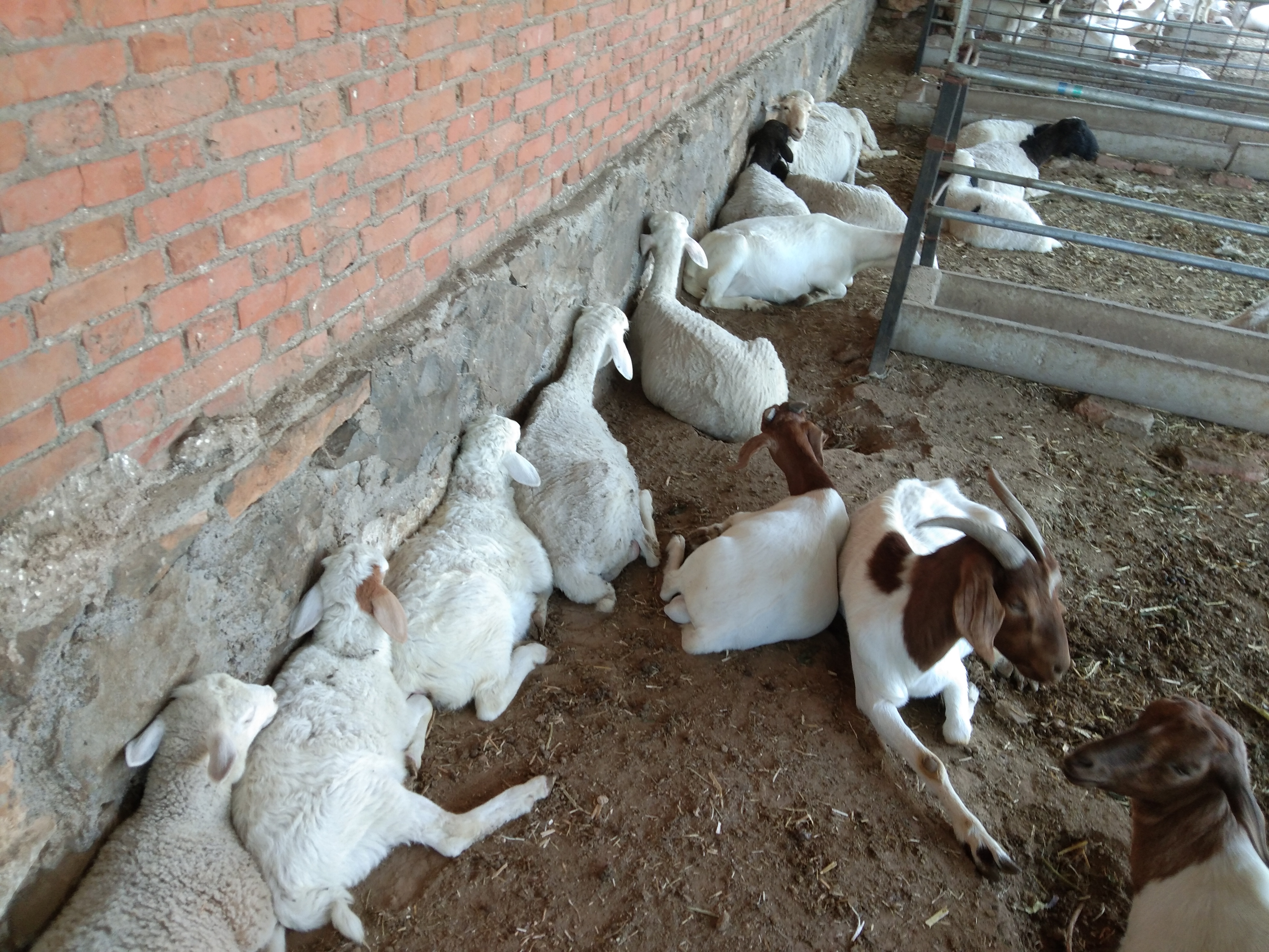 夏天养羊好不好,养羊夏季要注意什么问题