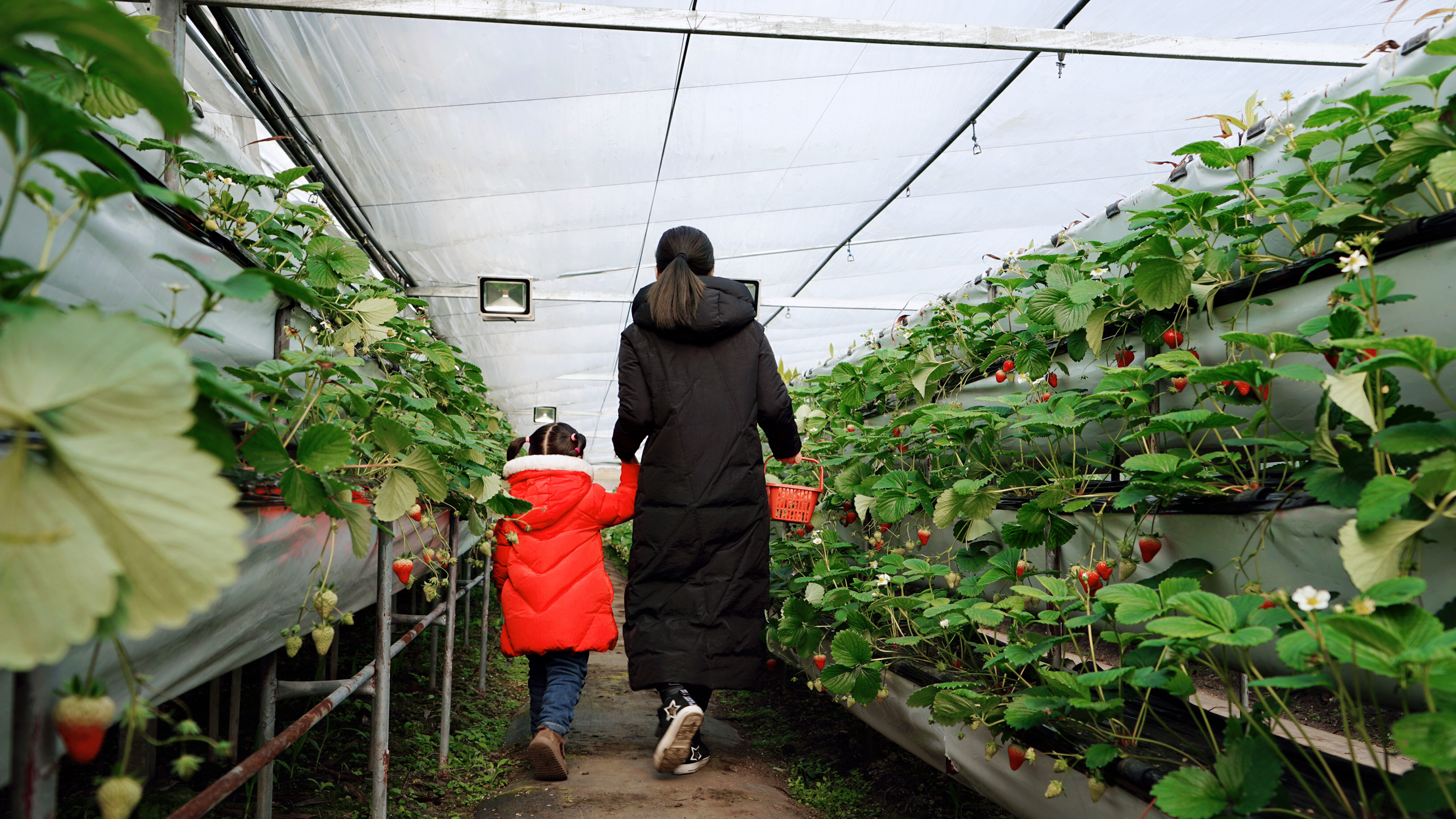 几百亩草莓采摘基地，无销售，不够卖，老板：绿色天然无公害