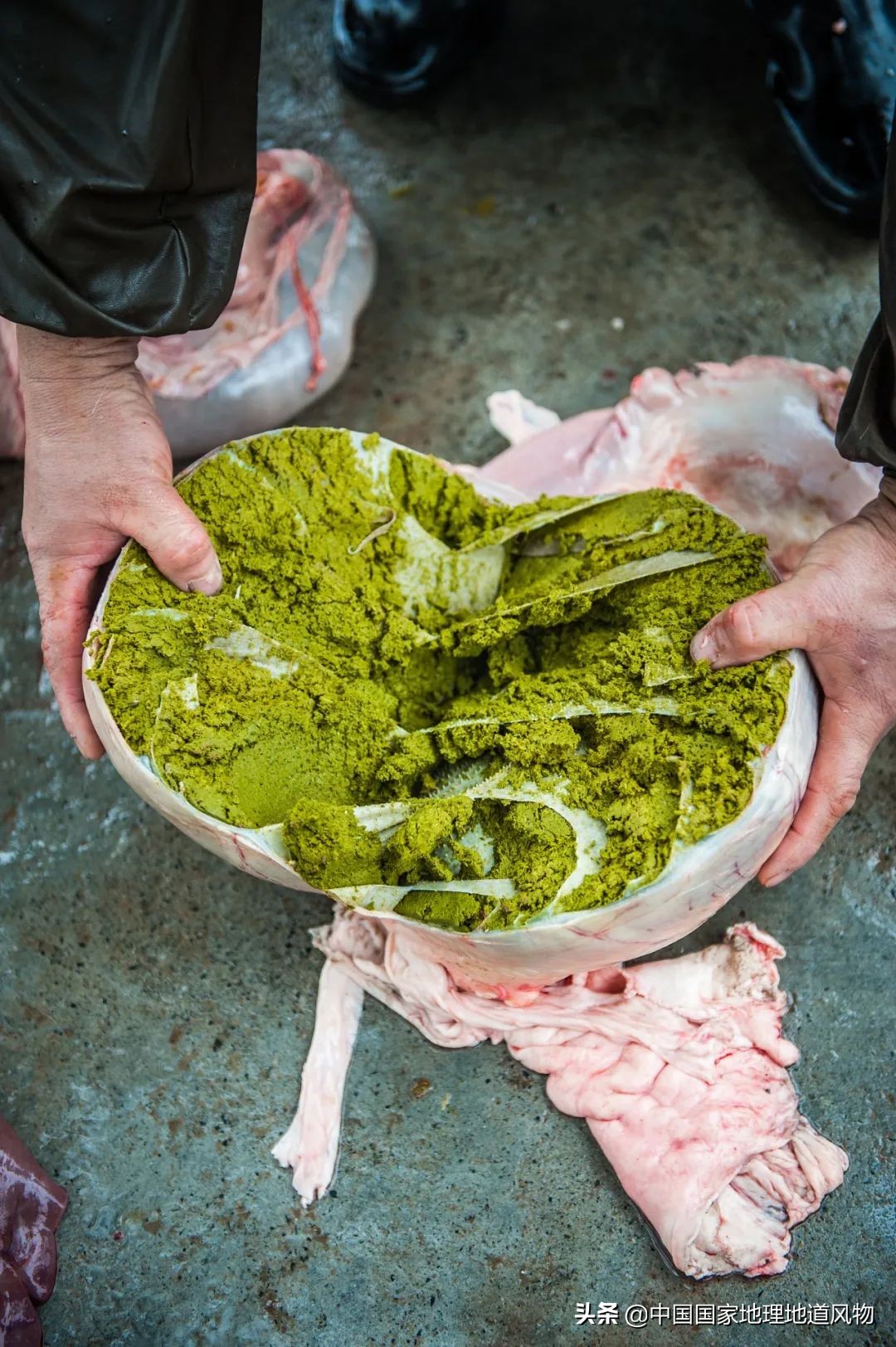 牛牛真的有多牛,中国人吃的牛肉是什么牛