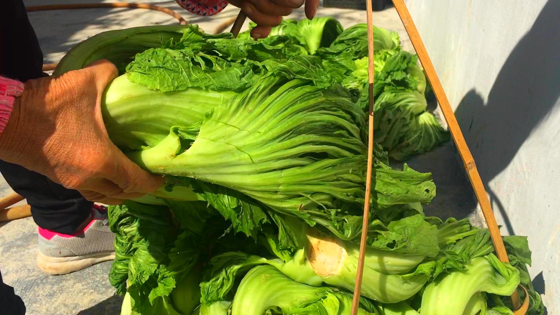 广东酸菜制作方法和过程视频,广东酸菜怎样做好吃