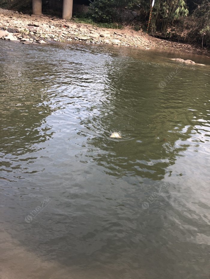 水底小鱼多就会没大鱼,自然水域没鱼情