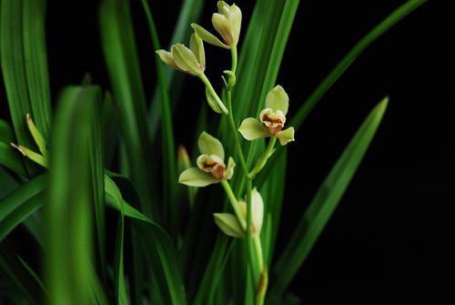 精品玉兰的品种及图片,国兰花朵不艳丽但香气清雅