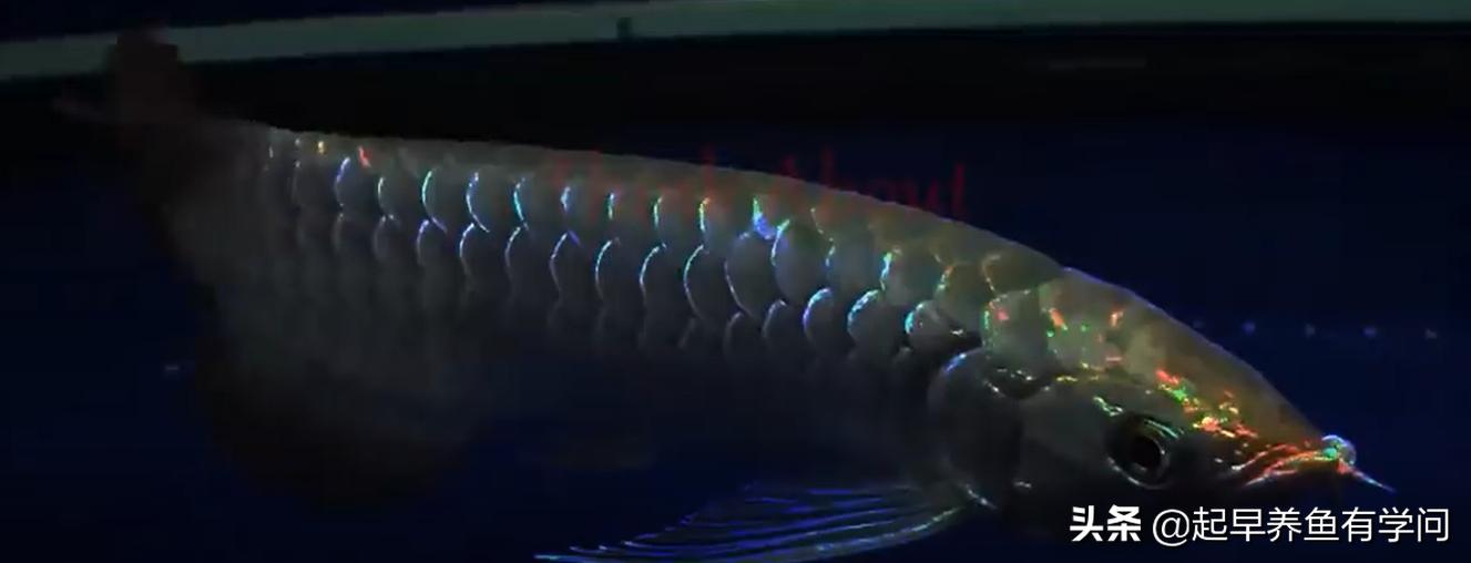 红龙养殖基本知识,红龙养殖十大误区