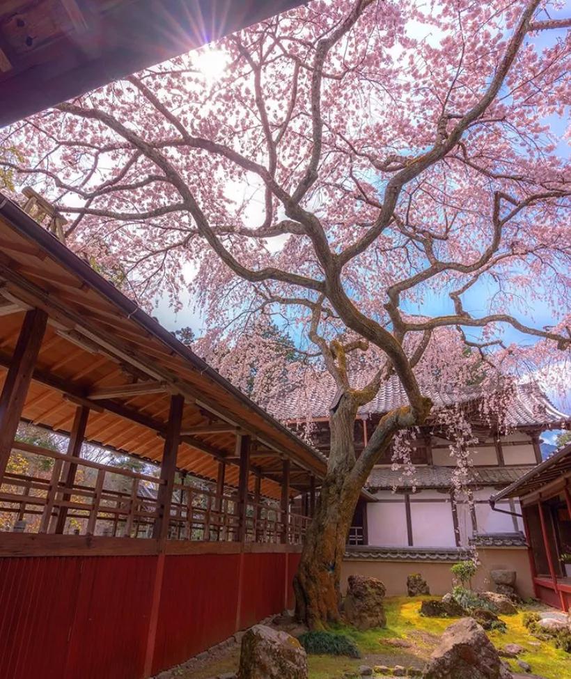 是心动啊，樱樱樱樱樱樱樱樱樱