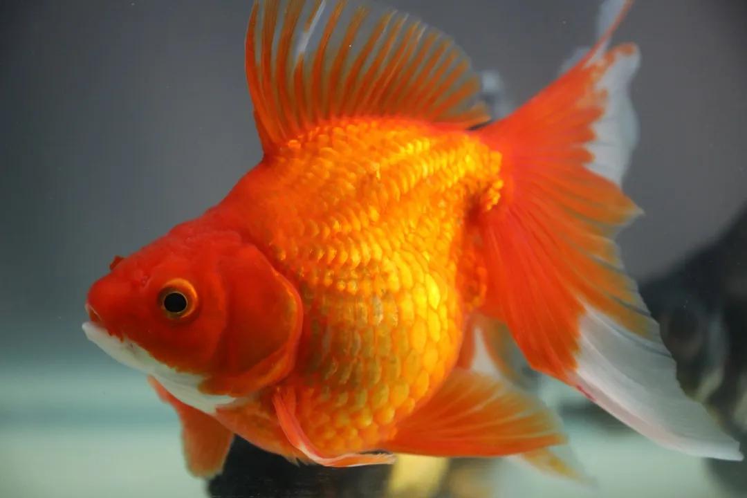 家里怎么样养金鱼才能活更久,怎么在家里养金鱼好看又好养