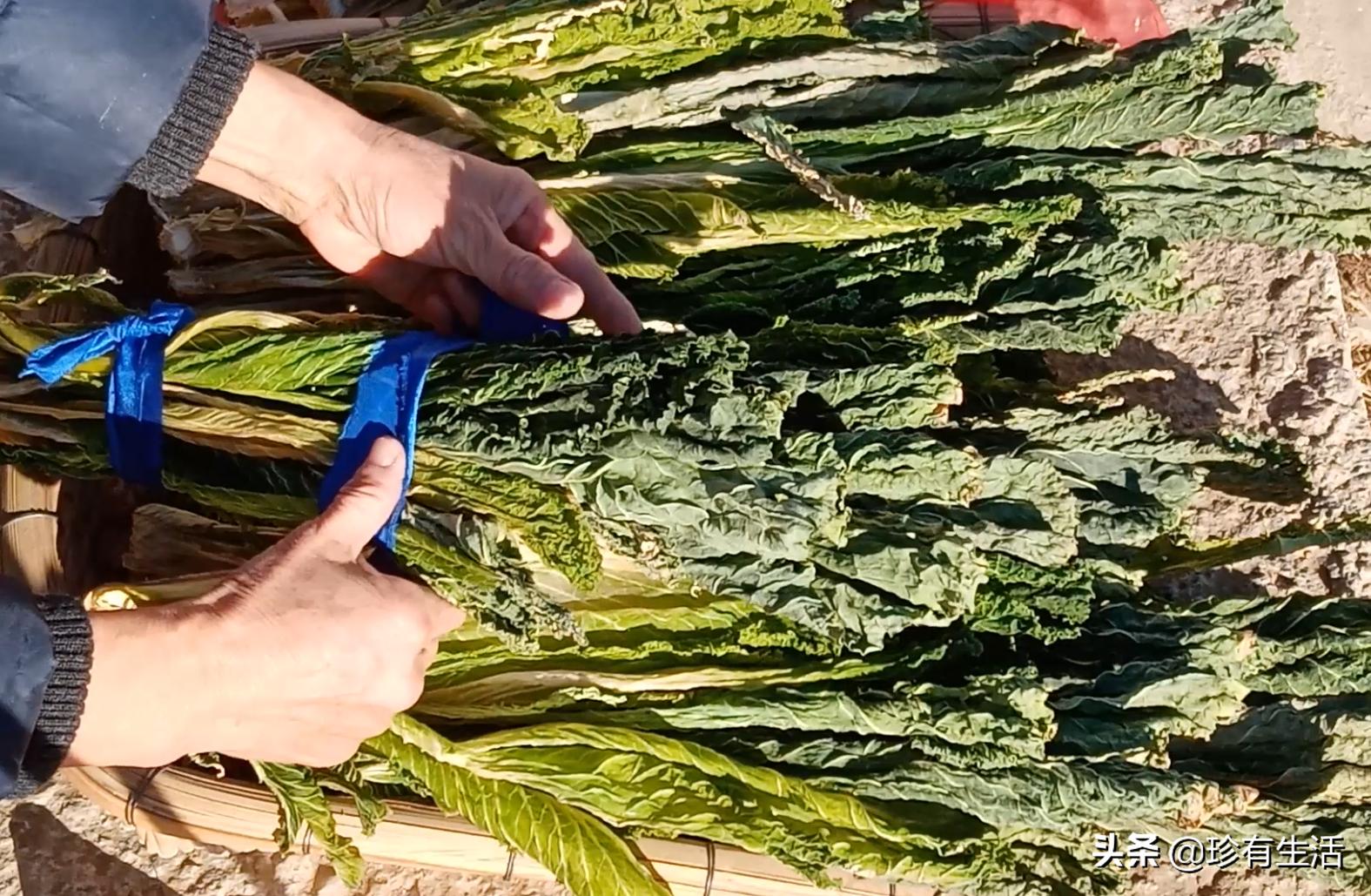 黄心白菜保存,蓟县背阴白菜