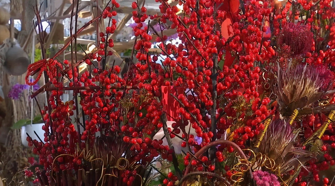 什么品种的冬青树比较好,北美冬青红遍中国