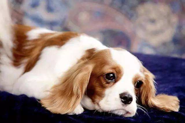 狗狗吃什么食物会有生命危险,狗狗不能吃哪些食品添加剂