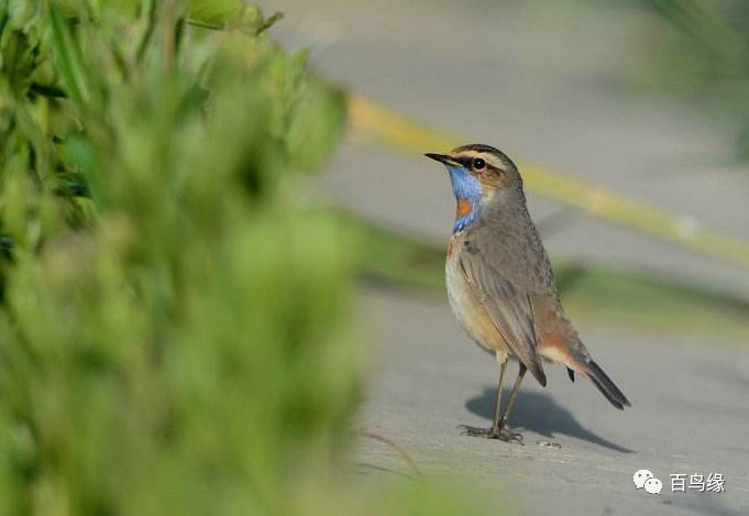 靛颏难养,养靛颏三要素