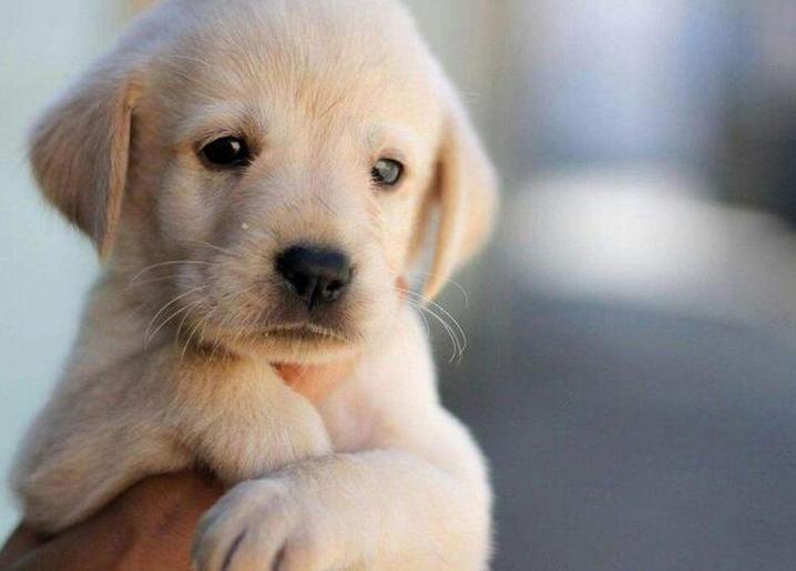 小狗带回来要注意些什么,小狗刚抱回注意事项