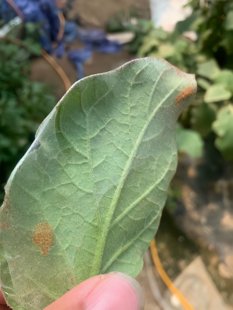 二斑叶螨有效防治办法,二斑叶螨最有效防治方法