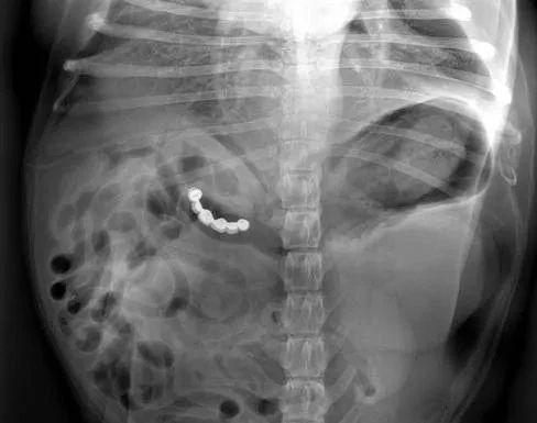 狗狗的肚子……其实是个“百宝箱”？