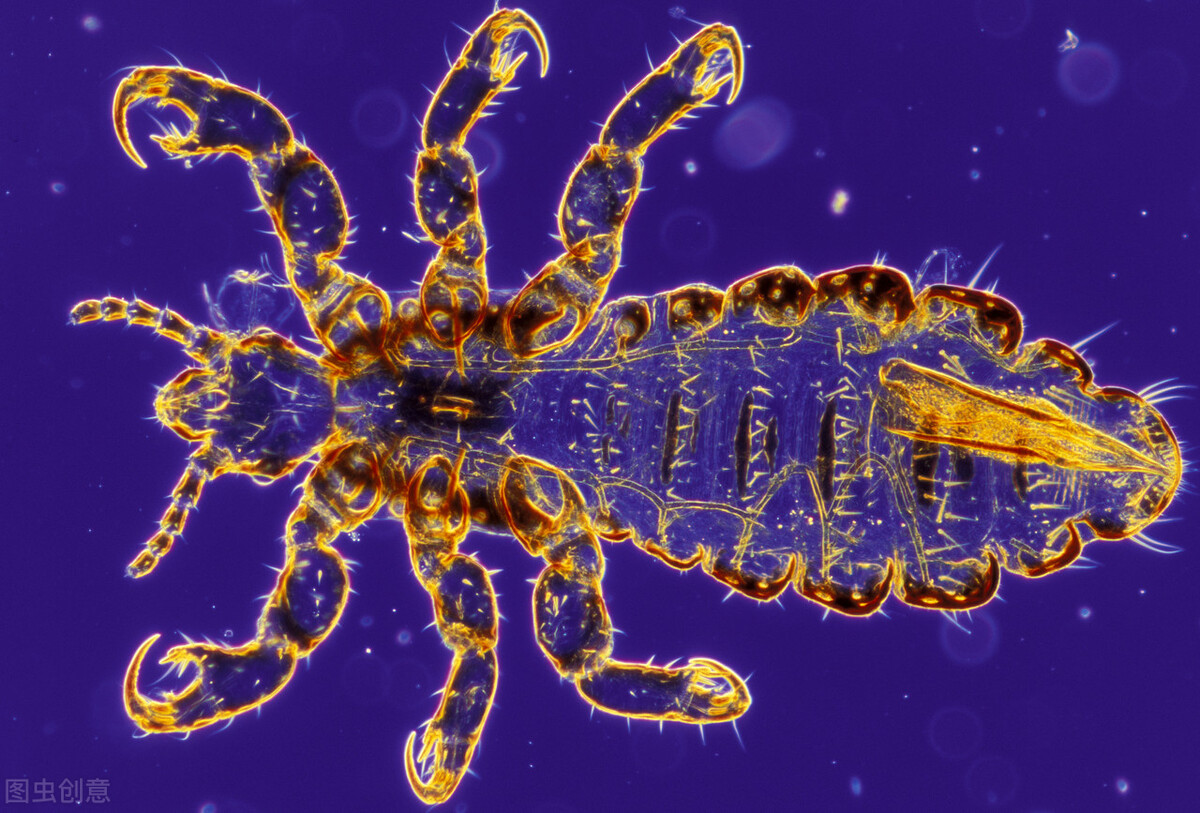 狗蹦子东北话,狗蹦子