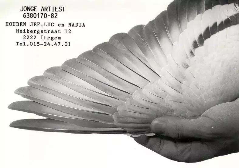 赛鸽要什么样的鸽子才好,养鸽子选什么品种的鸽子最好