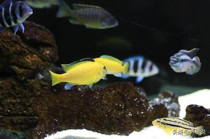 观赏鱼怎么分公母视频,观赏鱼可以怎么分别公母