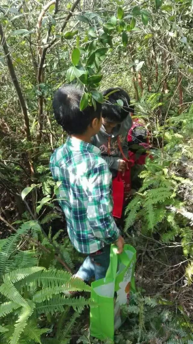 都说茶油好，但茶油的惊人作用，兴宁人知道吗？