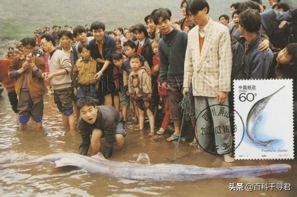 欧鳇的寿命极短,欧鳇是淡水鱼还是海鱼