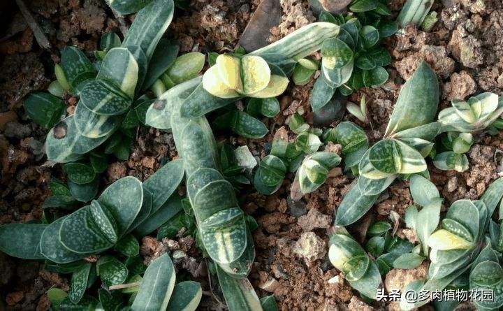 和子宝很像的多肉植物,子宝在多肉植物中不突出的原因