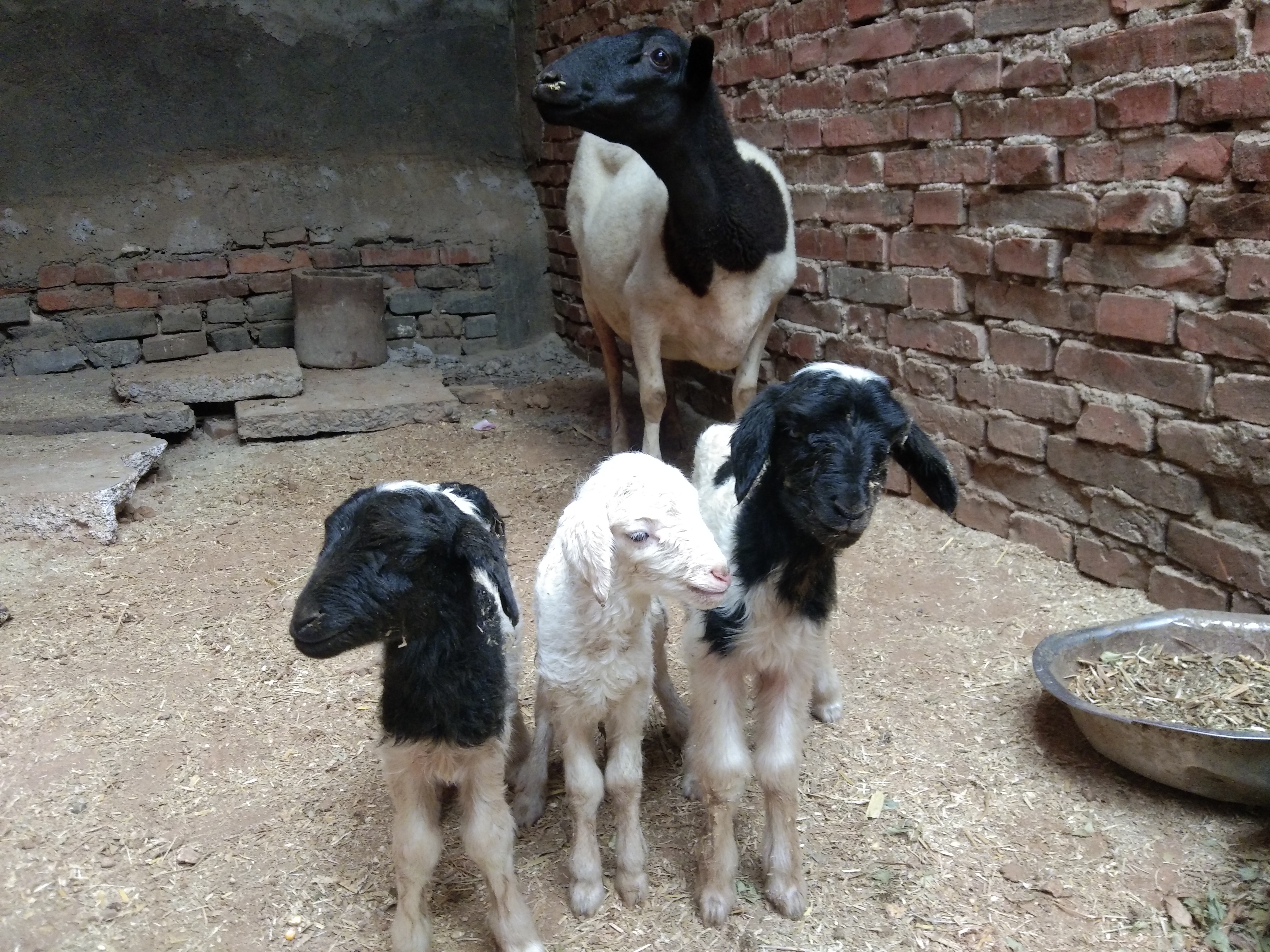 治疗和预防小羊羔软瘫的“万能”方子，收钱看病的请玩泥巴去吧