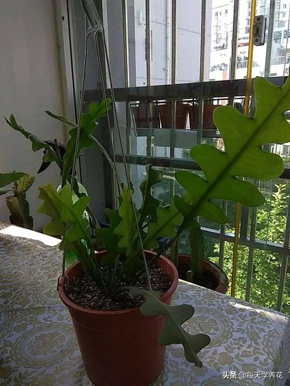 好养的瀑布藤蔓植物,像绿萝垂吊植物