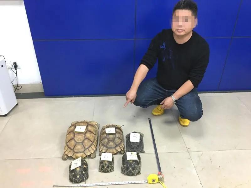 广东一男子卖鸭子被抓,一男子贩卖鸟却被抓