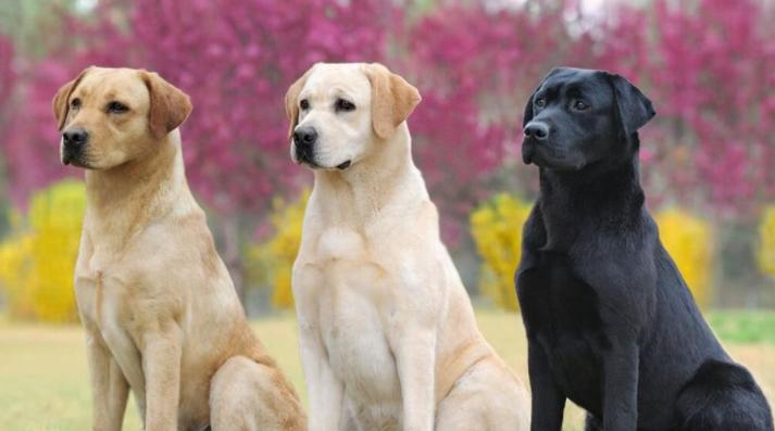 拉布拉多的优点和缺点介绍,拉布拉多吃白菜有什么好处