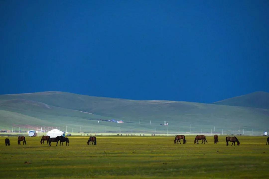 呼伦贝尔大草原天蓝草绿,呼伦贝尔蓝天白云牛羊成群