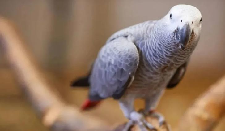 鹦鹉养殖国家试点文件,国家林业局关于鹦鹉养殖的规定