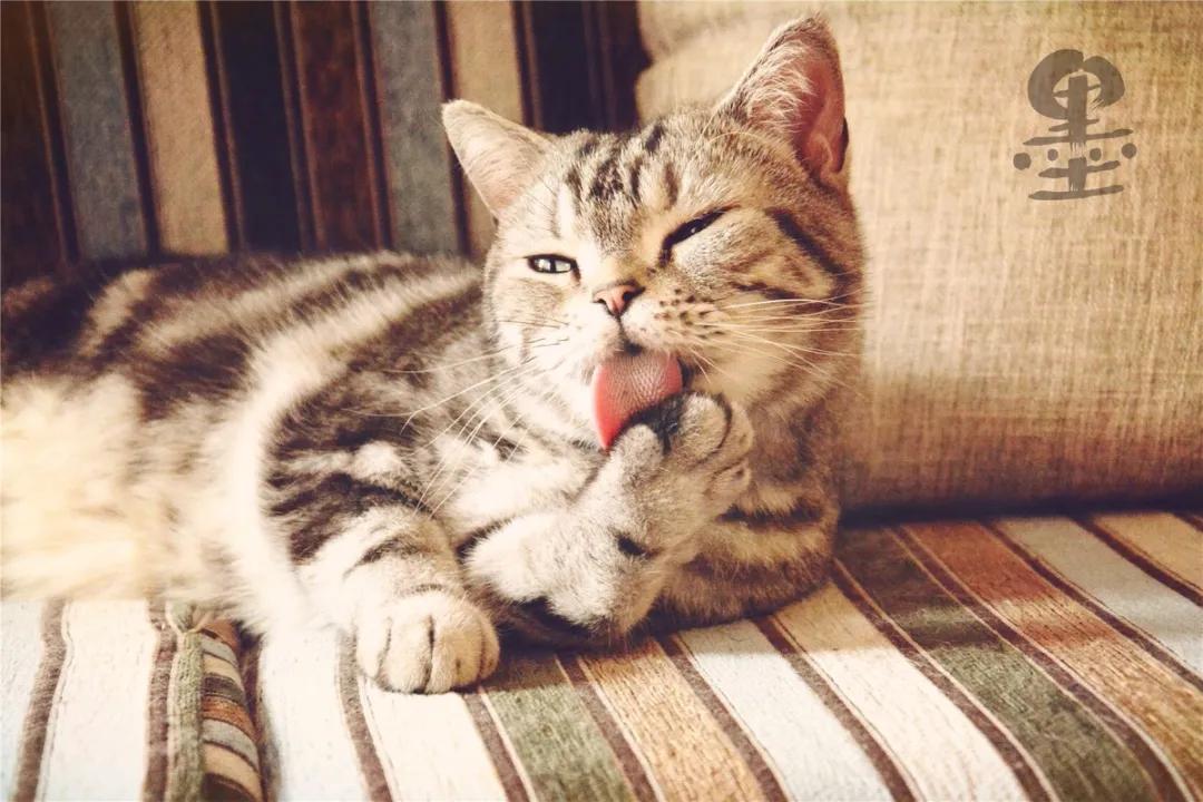 猫癣是猫咪常见的疾病,常见的猫咪皮肤病