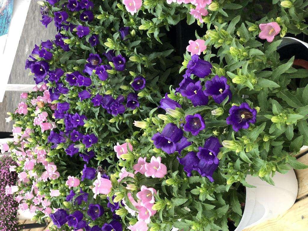 6种花开花时间,六种短命花