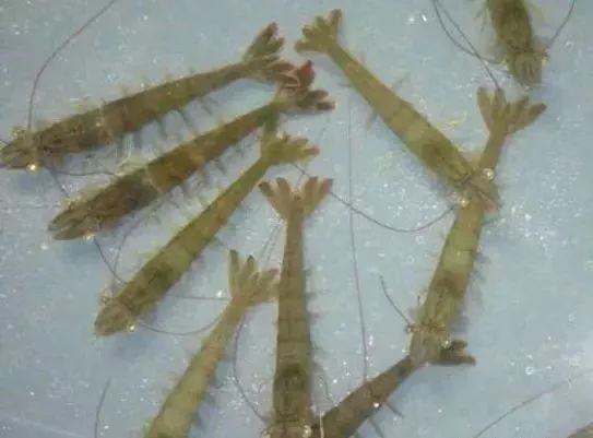 南美白虾肝萎缩怎么办,虾肝萎缩的原因及解决方法