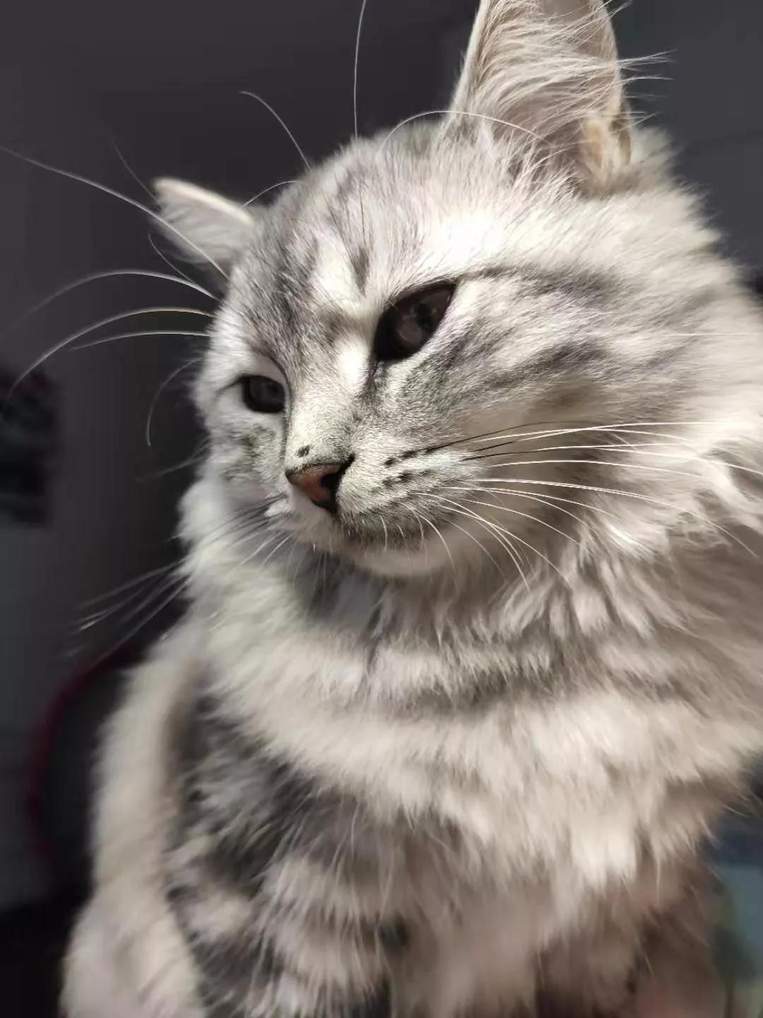 养猫后才知道爱是什么,养猫之后才知道原来只看猫睡觉