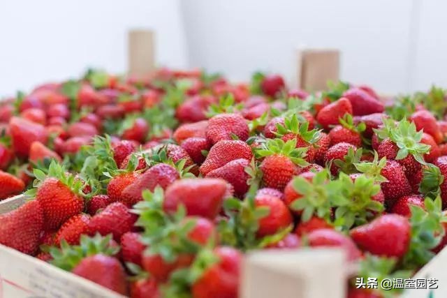 草莓滞销危机,草莓滞销卖不出去了吗