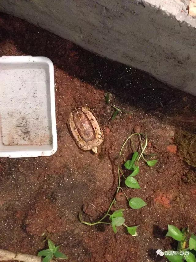 半水龟环境建造,椰土养半水龟