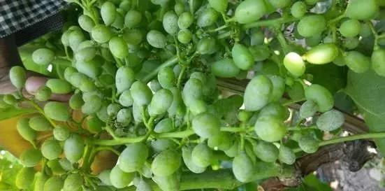 葡萄红蜘蛛病害图片,葡萄病害常用杀菌剂