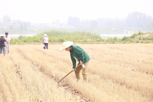 农村钓鱼自制饵料,在农村钓鱼最简单的鱼饵