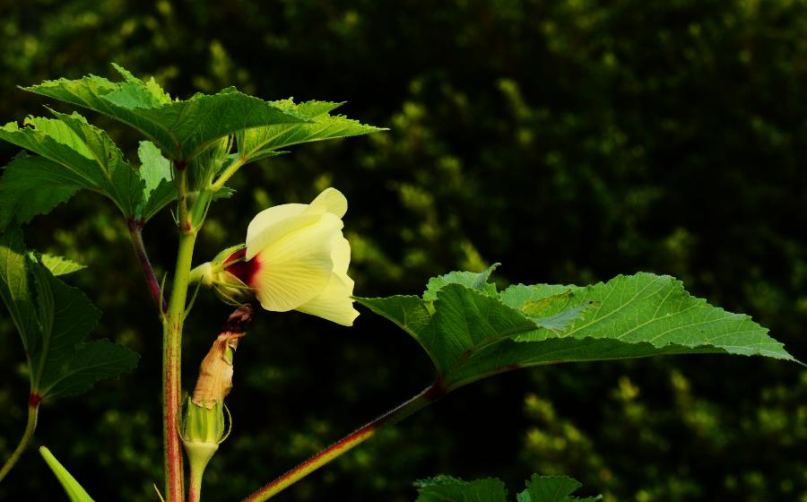 秋葵诗句经典名句,秋葵古诗