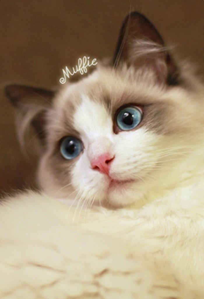 给猫咪割双眼皮全过程,猫双眼皮手术全过程