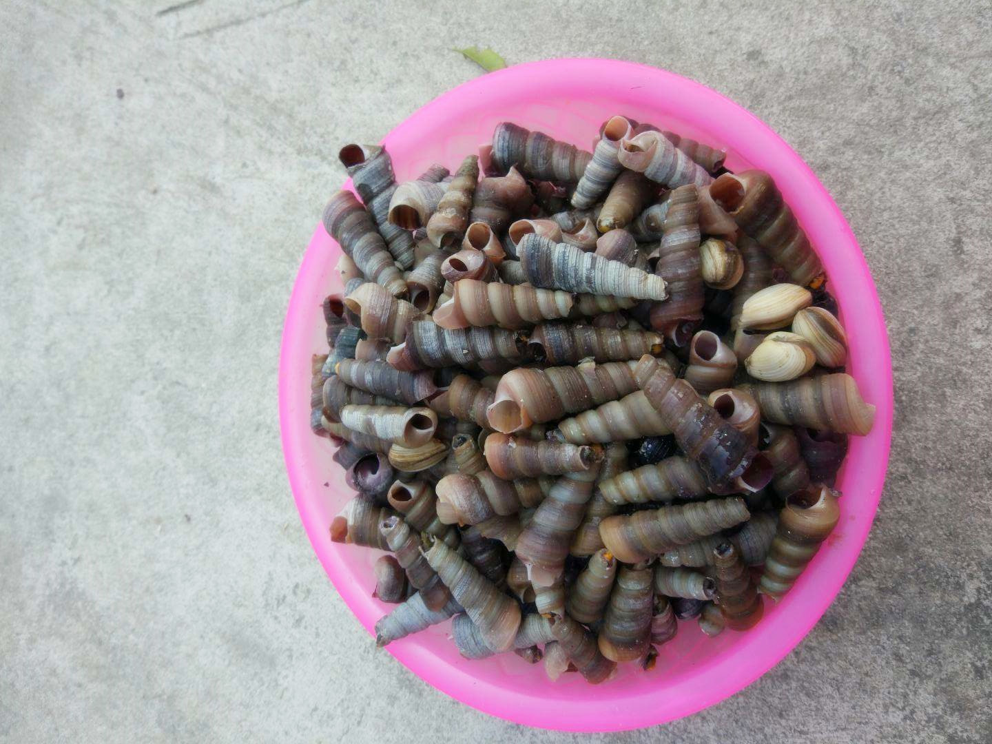 钉螺怎么吸不出肉来,钉螺怎么吃才正确