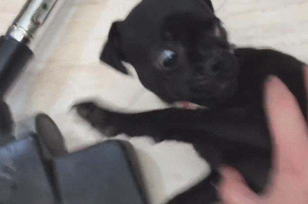 狗狗老年性震颤,狗狗缺钙抽搐和癫痫有什么区别