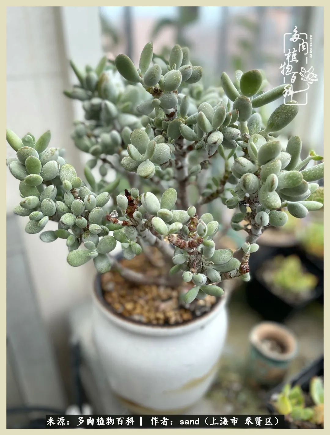 多肉垂落下去该怎么办,多肉在三伏天怎么度夏