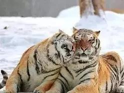 哈尔滨市内环境,哈尔滨一年四季的现状