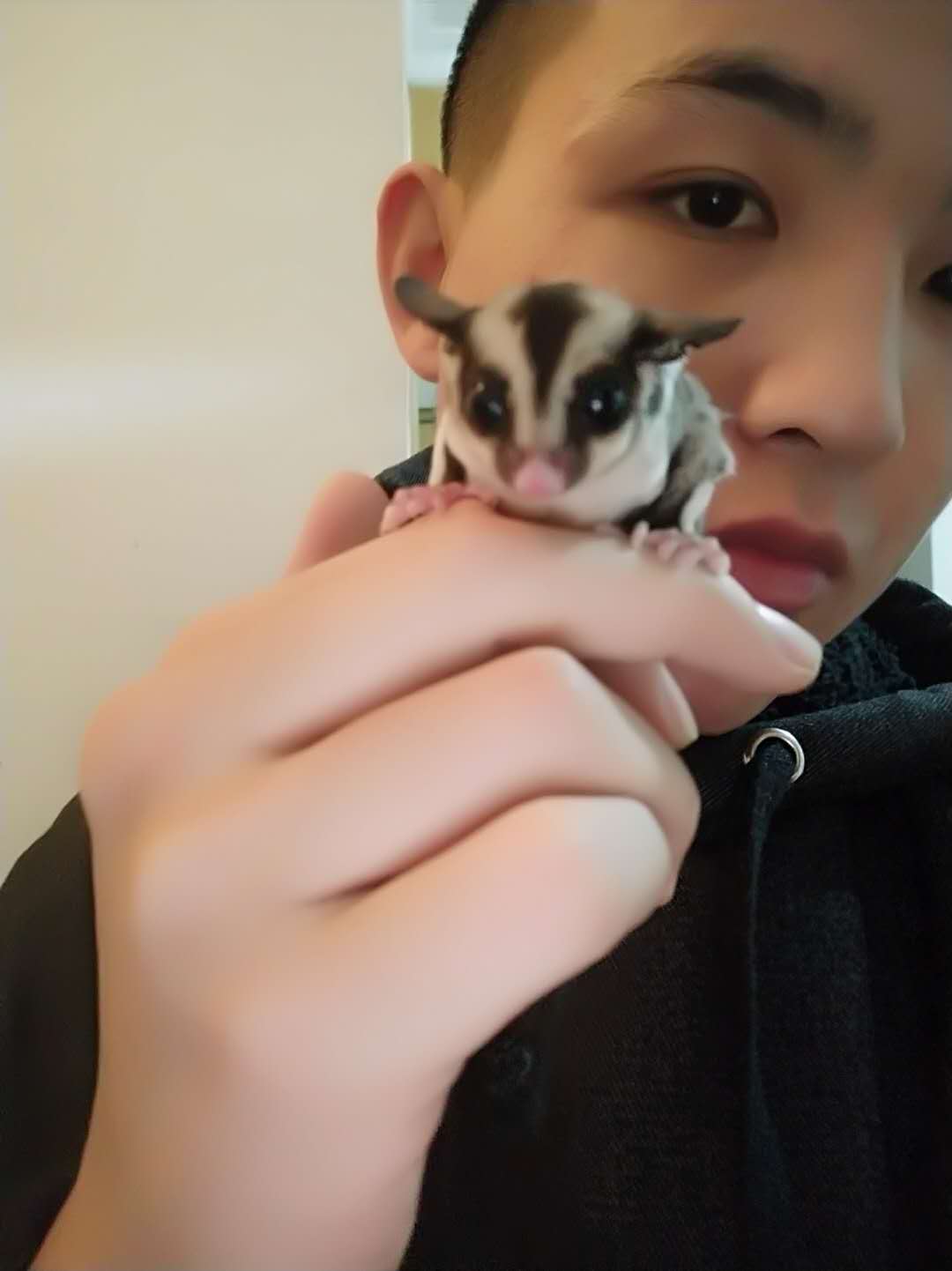 蜜袋鼯怎么训练能晚上睡觉,蜜袋鼯怎么训练定点上厕所