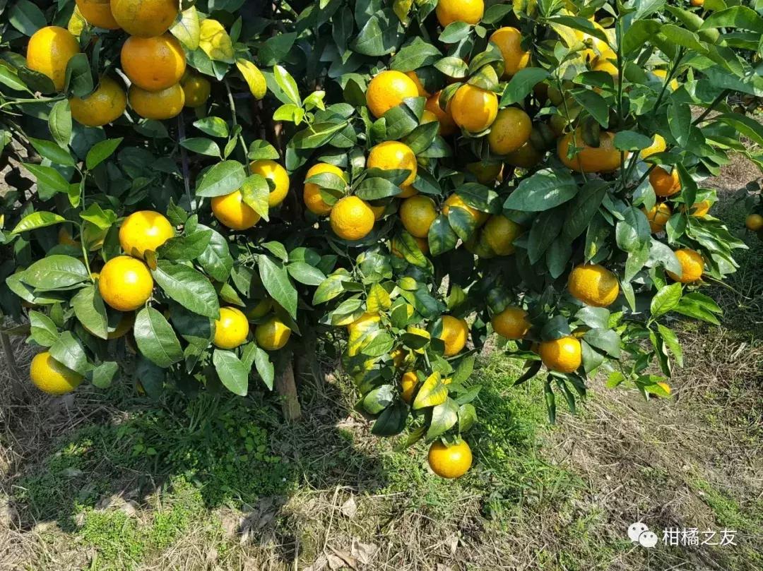 想要柑橘甜又美全年得补硼钙镁,想要柑橘膨大得快用什么肥料