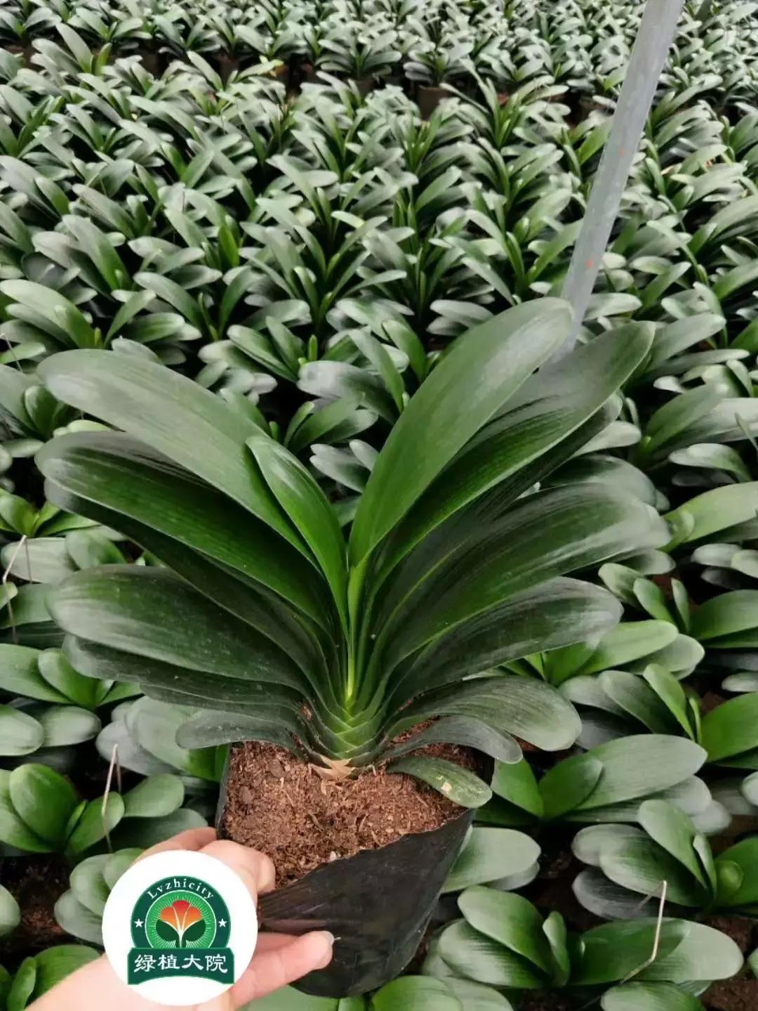 君子兰盆栽几月份换盆最好,绿植君子兰换土时间及方法