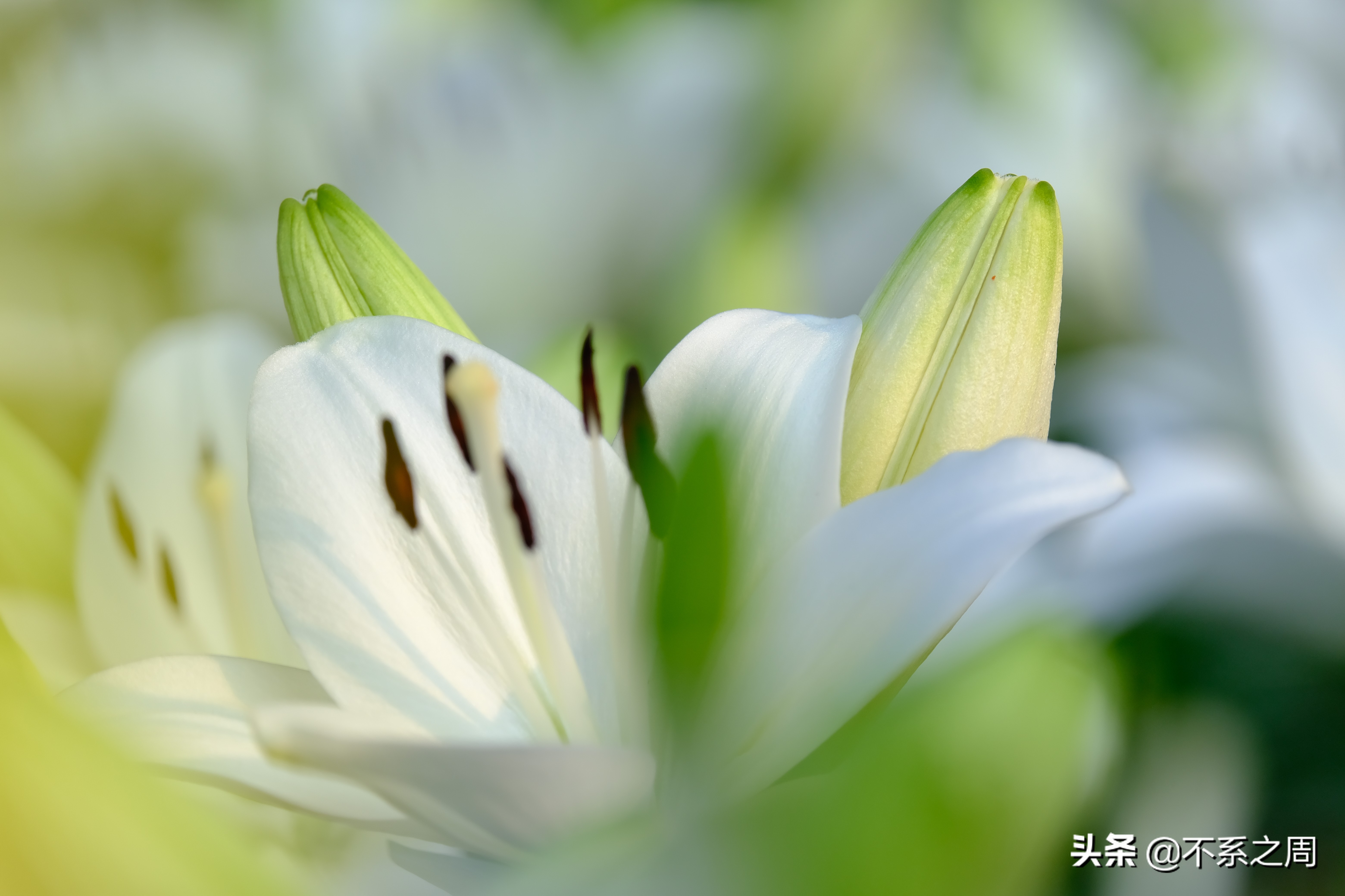 无锡梅园百合花节,无锡梅园中秋游园会