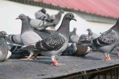 幼鸽分辨公母最准确的方法,养鸽场幼鸽准确辨雌雄
