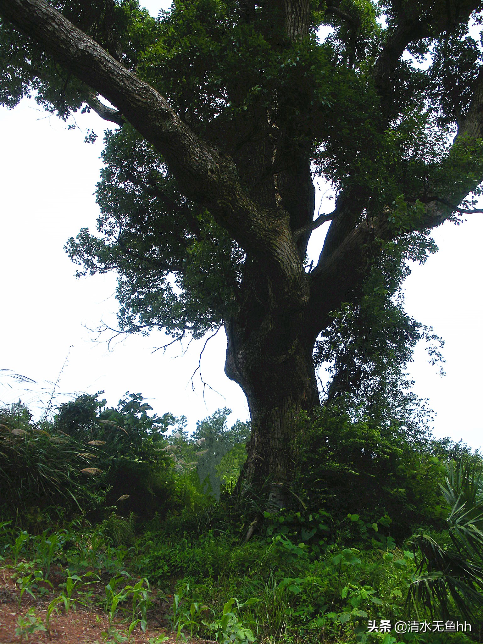 铜钹山九仙湖简介,千年禁地铜钹山